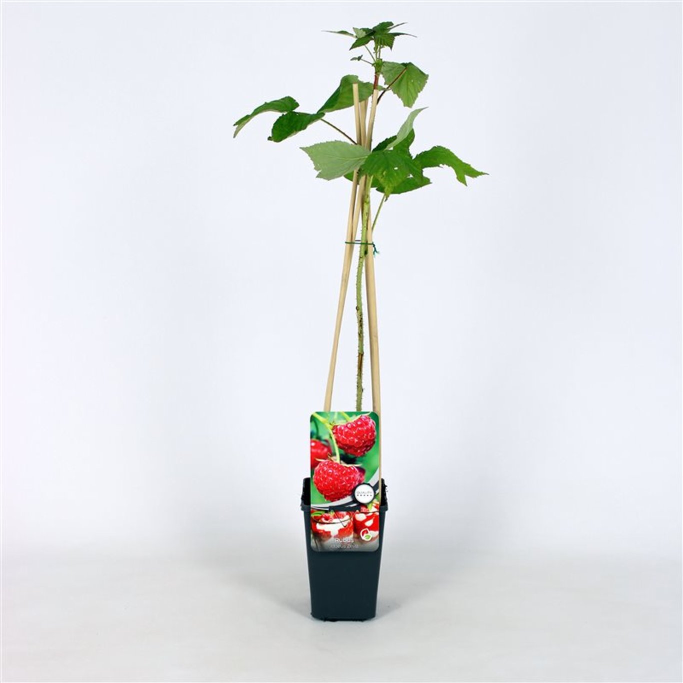 Rubus idaeus 'Zeva' - C2 70/+ CM